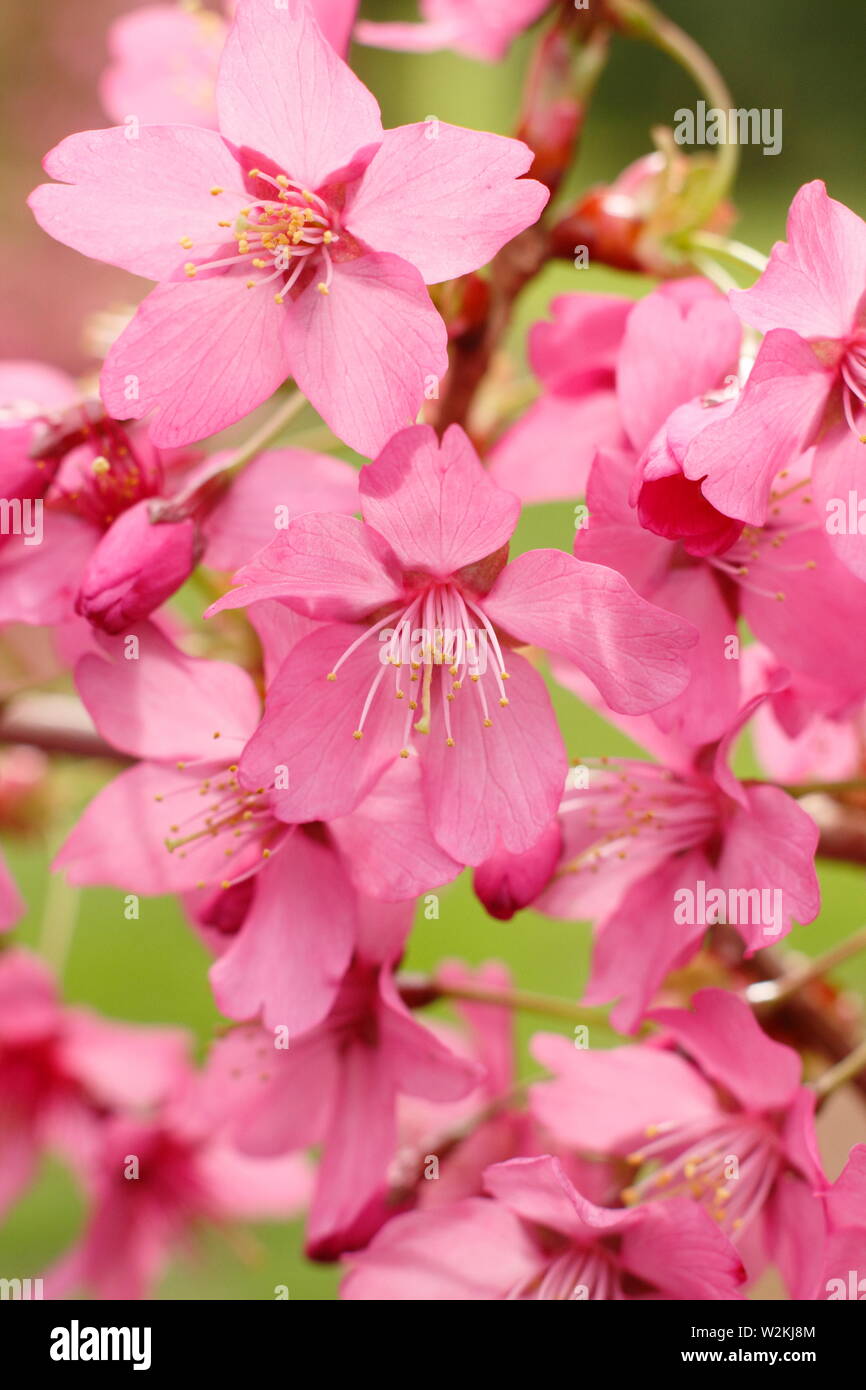 Prunus 'Collingwood Ingram' fioritura di ciliegio in primavera. MODULO GAS ANESTETICI Noto per il fogliame di primavera in bronzo Foto Stock