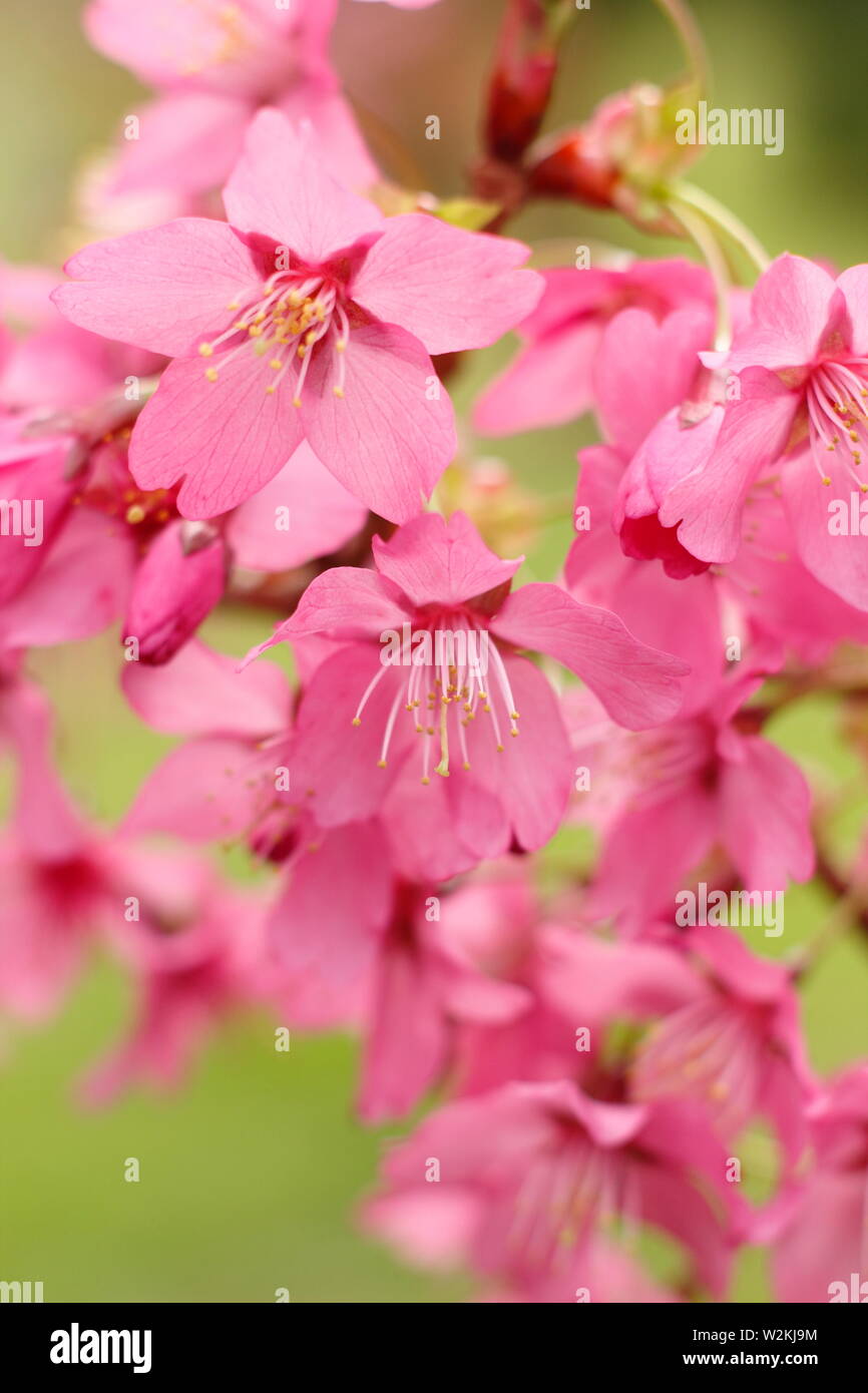 Prunus 'Collingwood Ingram' fioritura di ciliegio in primavera. MODULO GAS ANESTETICI Noto per il fogliame di primavera in bronzo Foto Stock