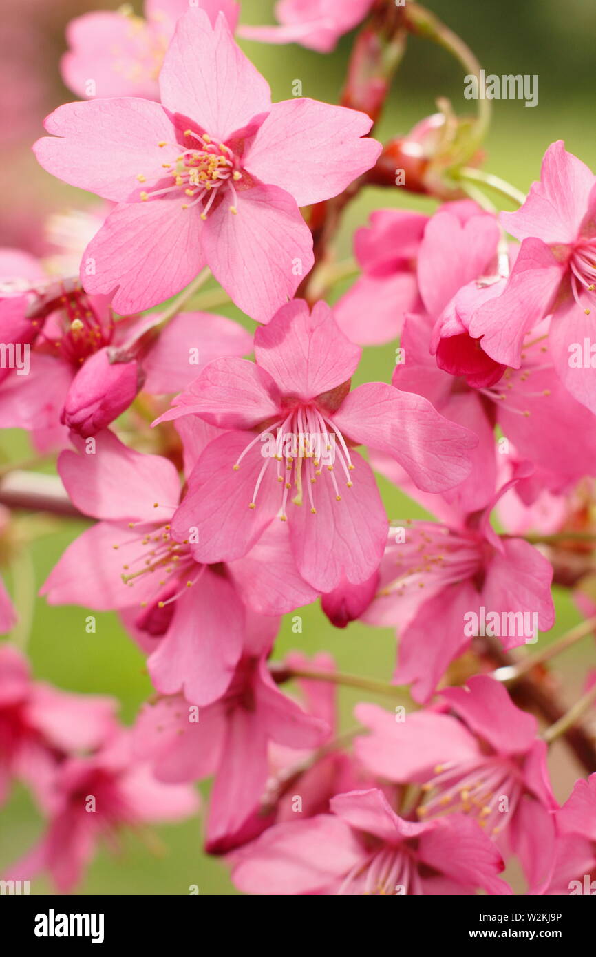 Prunus 'Collingwood Ingram' fioritura di ciliegio in primavera. MODULO GAS ANESTETICI Noto per il fogliame di primavera in bronzo Foto Stock