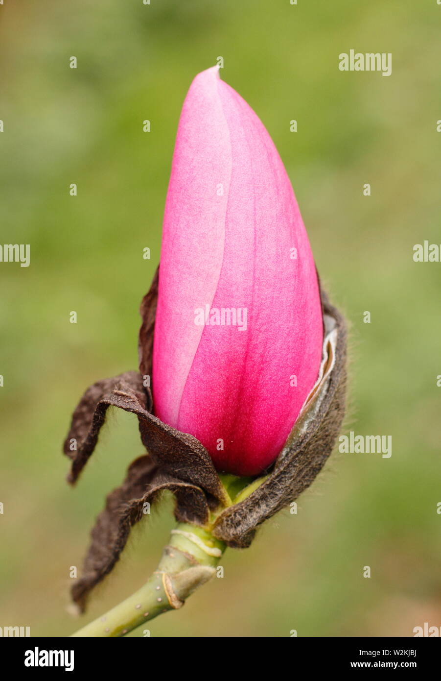 Magnolia sprengeri var. diva " Copeland Corte". Magnolia bud durante il processo di apertura Foto Stock