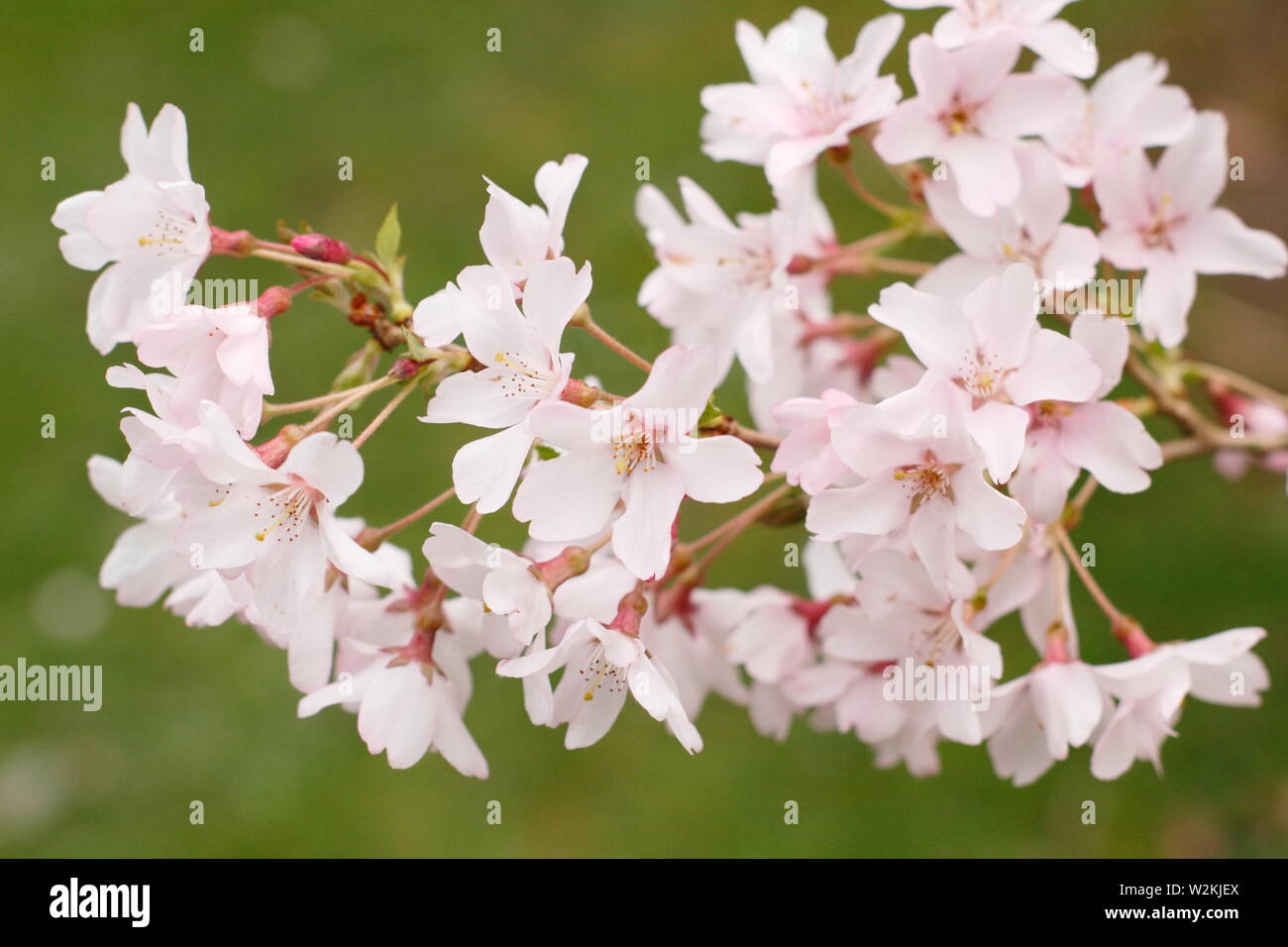 Prunus pendula f. ascendens 'Rosea ciliegio piangente in fiore in primavera. Modulo Gas Anestetici Foto Stock