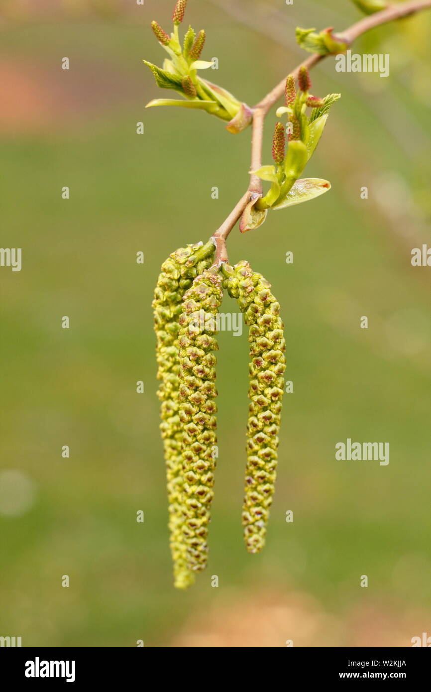 Alnus maximowiczii. Ontano montane coltivate per i suoi ramoscelli ornamentali. Foto Stock