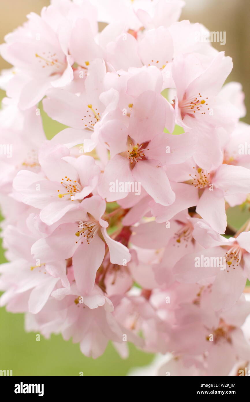 Prunus pendula f. ascendens 'Rosea ciliegio piangente in fiore in primavera. Modulo Gas Anestetici Foto Stock