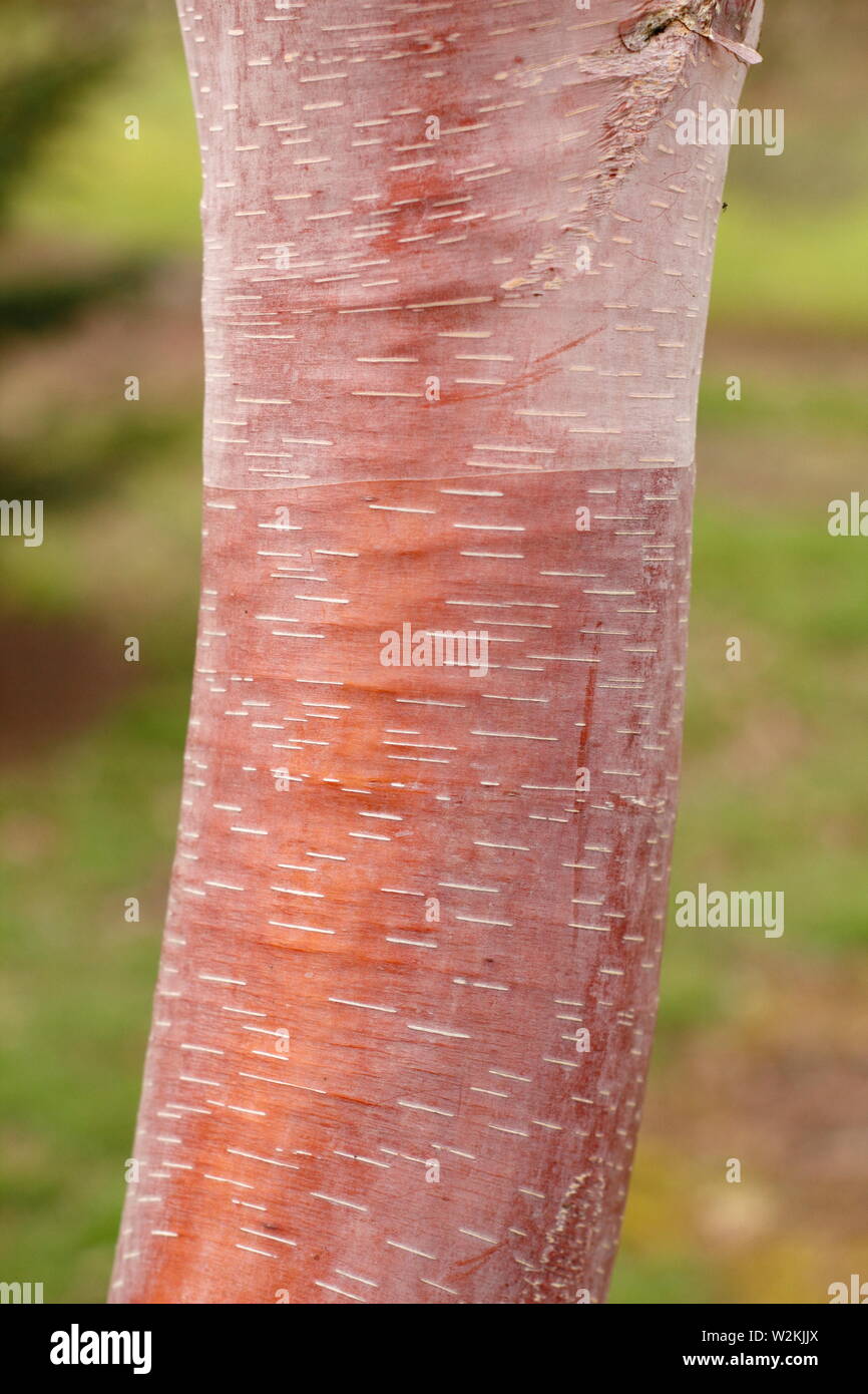 Corteccia di betulla. Betula albosinensis "China Ruby". Corteccia di betulla rossa cinese, Regno Unito Foto Stock