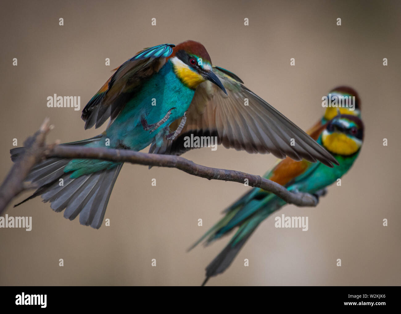 Gruccioni bird Foto Stock
