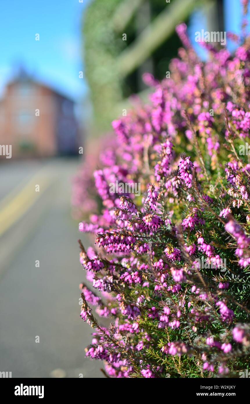 Boccola di porpora minuscoli fiori sul marciapiede di strada. Foto Stock