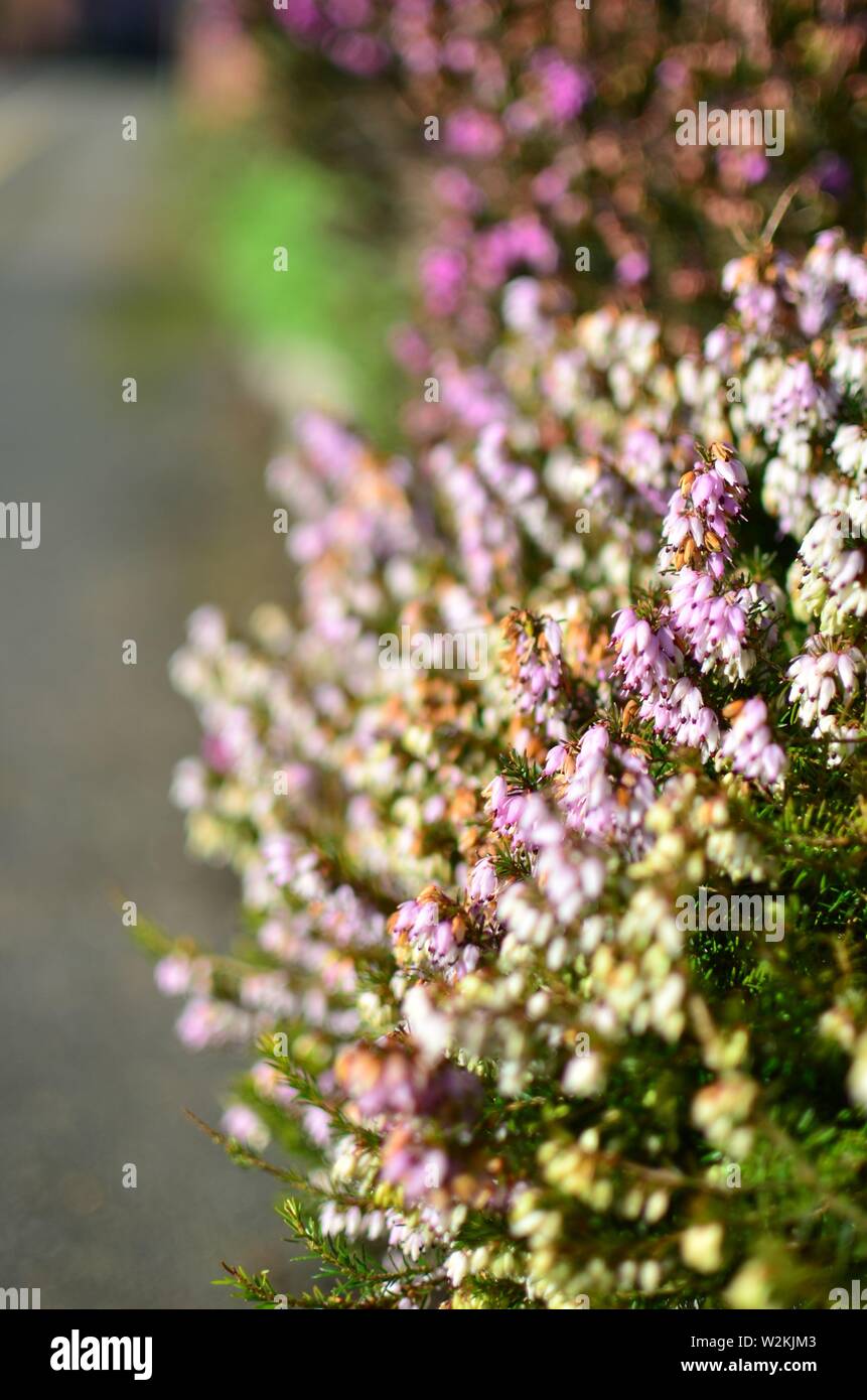 Boccola di porpora minuscoli fiori sul marciapiede di strada. Foto Stock