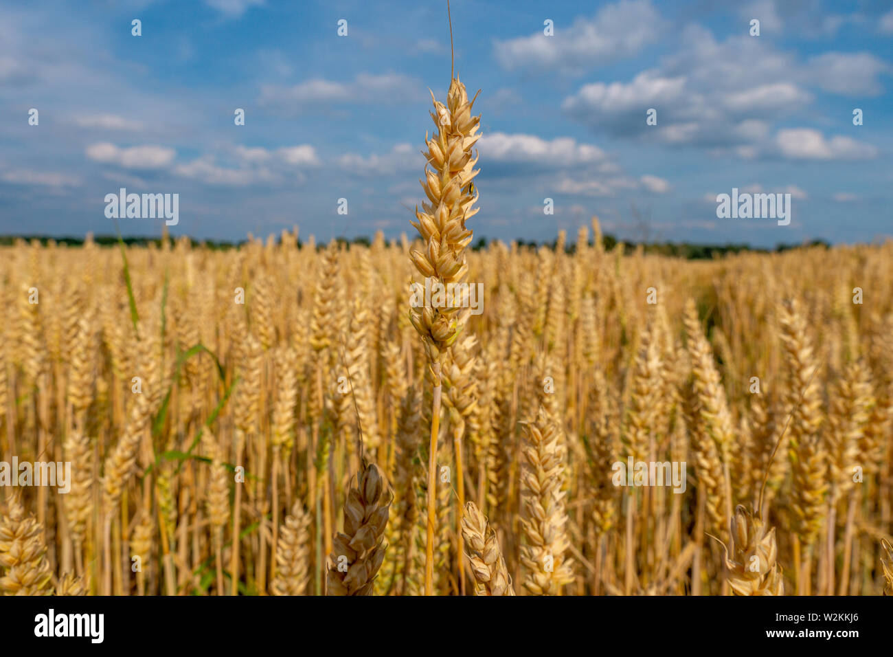 Chiudere l immagine del giallo cornfeld prima del raccolto, vista laterale Foto Stock