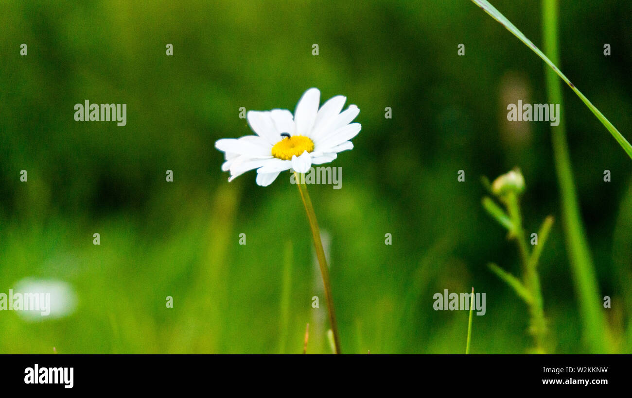Un piccolo insetto su Bianco fiore selvatico camomilla, verde sfondo bokeh di fondo Foto Stock