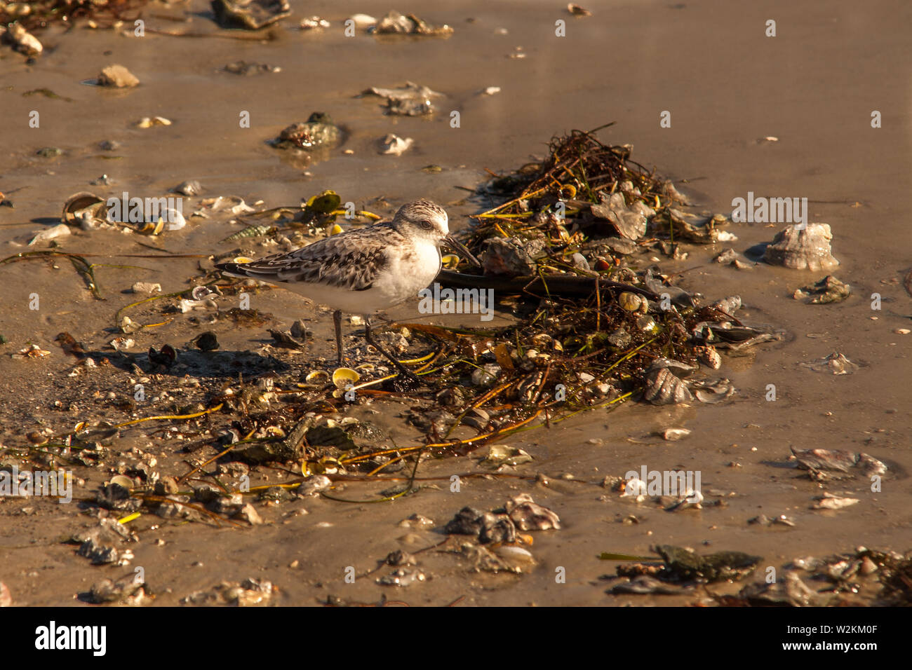 Sanderling su una spiaggia Foto Stock