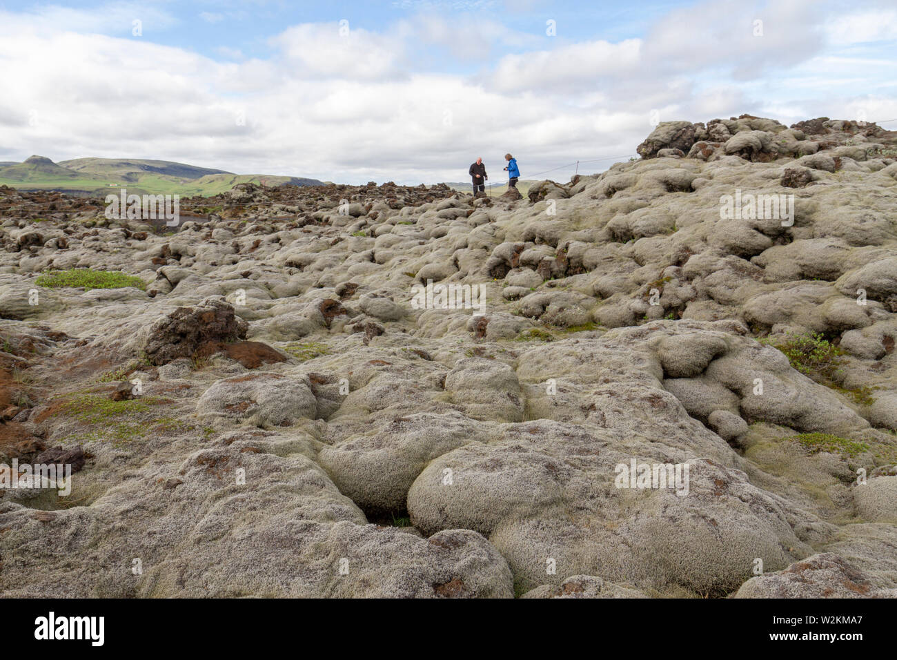 I visitatori a piedi attraverso la lava dal Laki flussi lavici coperti in lanosi fringe moss (racomitrium lanuginosum), Skaftáreldahraun, Islanda. Foto Stock