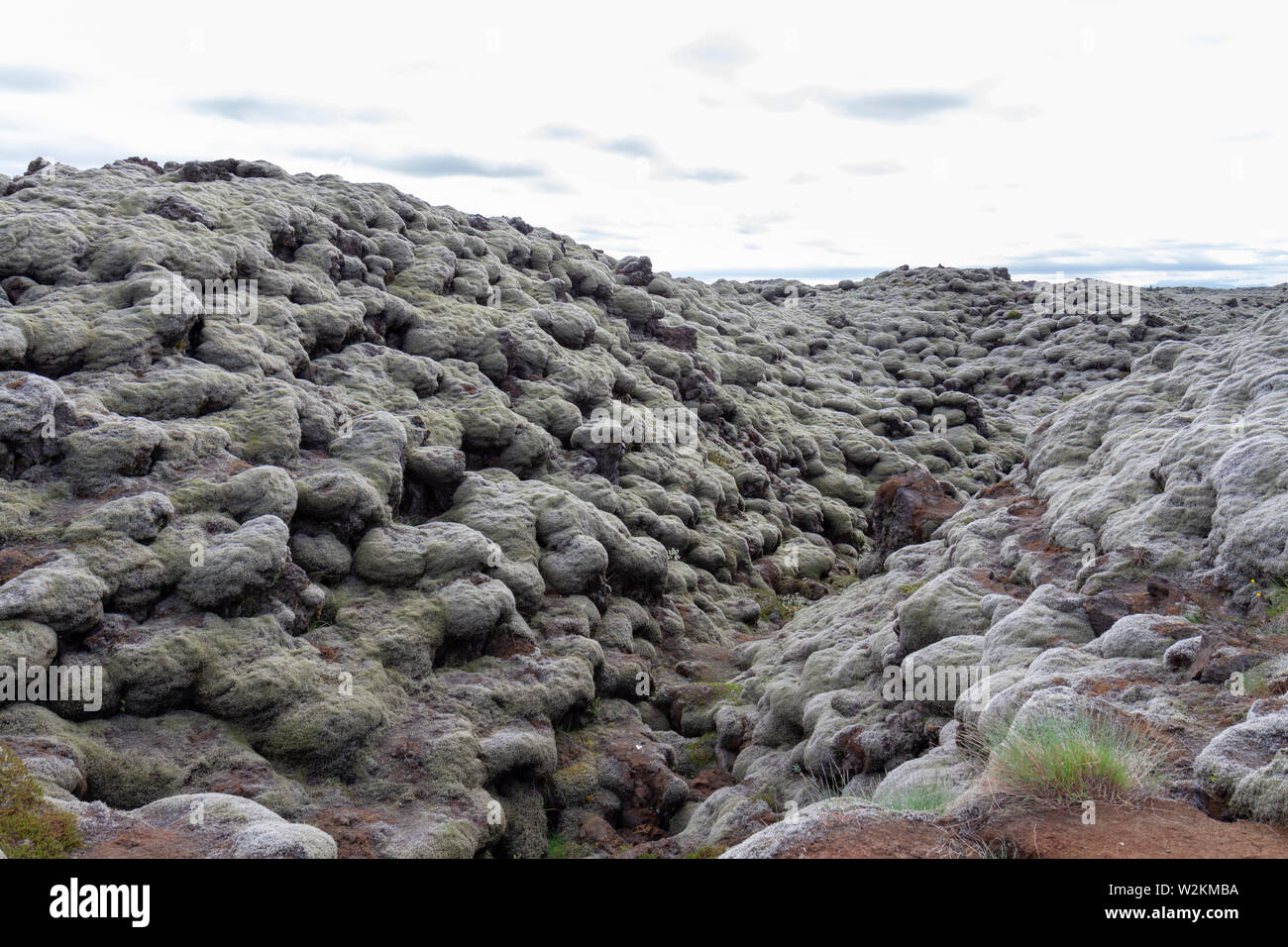 Lava dalla Laki flussi lavici coperti in lanosi fringe moss (racomitrium lanuginosum), Skaftáreldahraun, Islanda. Foto Stock