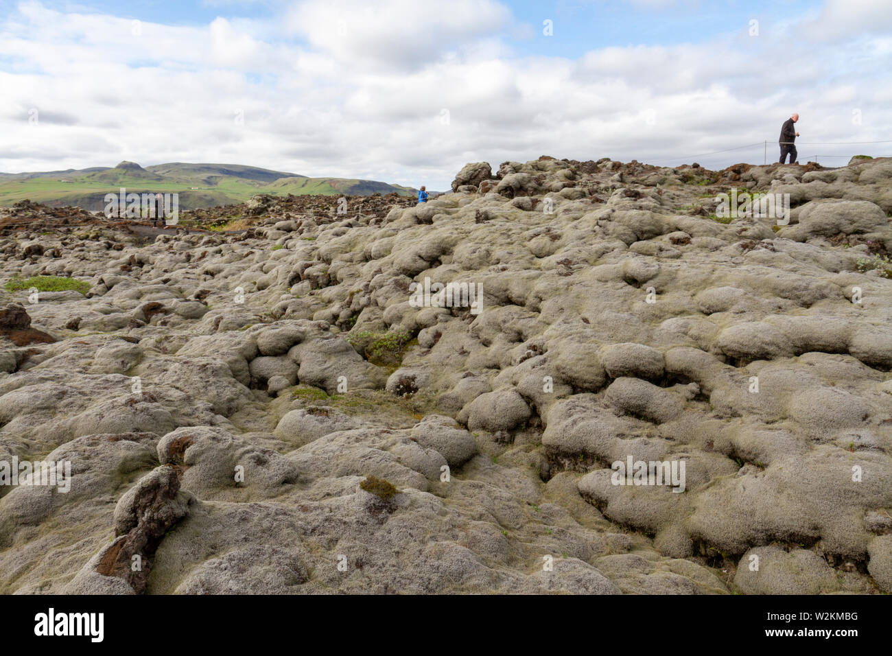 I visitatori a piedi attraverso la lava dal Laki flussi lavici coperti in lanosi fringe moss (racomitrium lanuginosum), Skaftáreldahraun, Islanda. Foto Stock