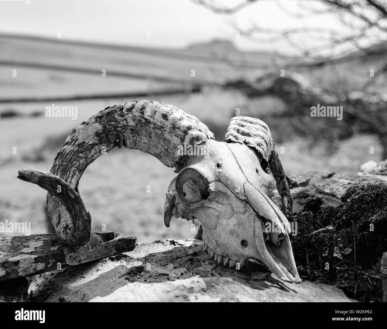 Manx ram cranio, grandi corna Foto Stock