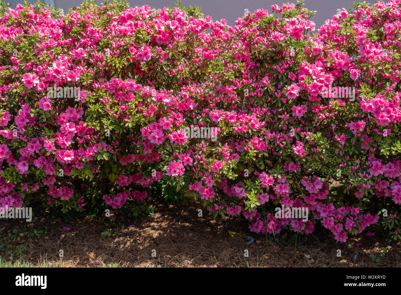 Rosa azalee, ericaceae, in fiore. Stati Uniti d'America. Foto Stock