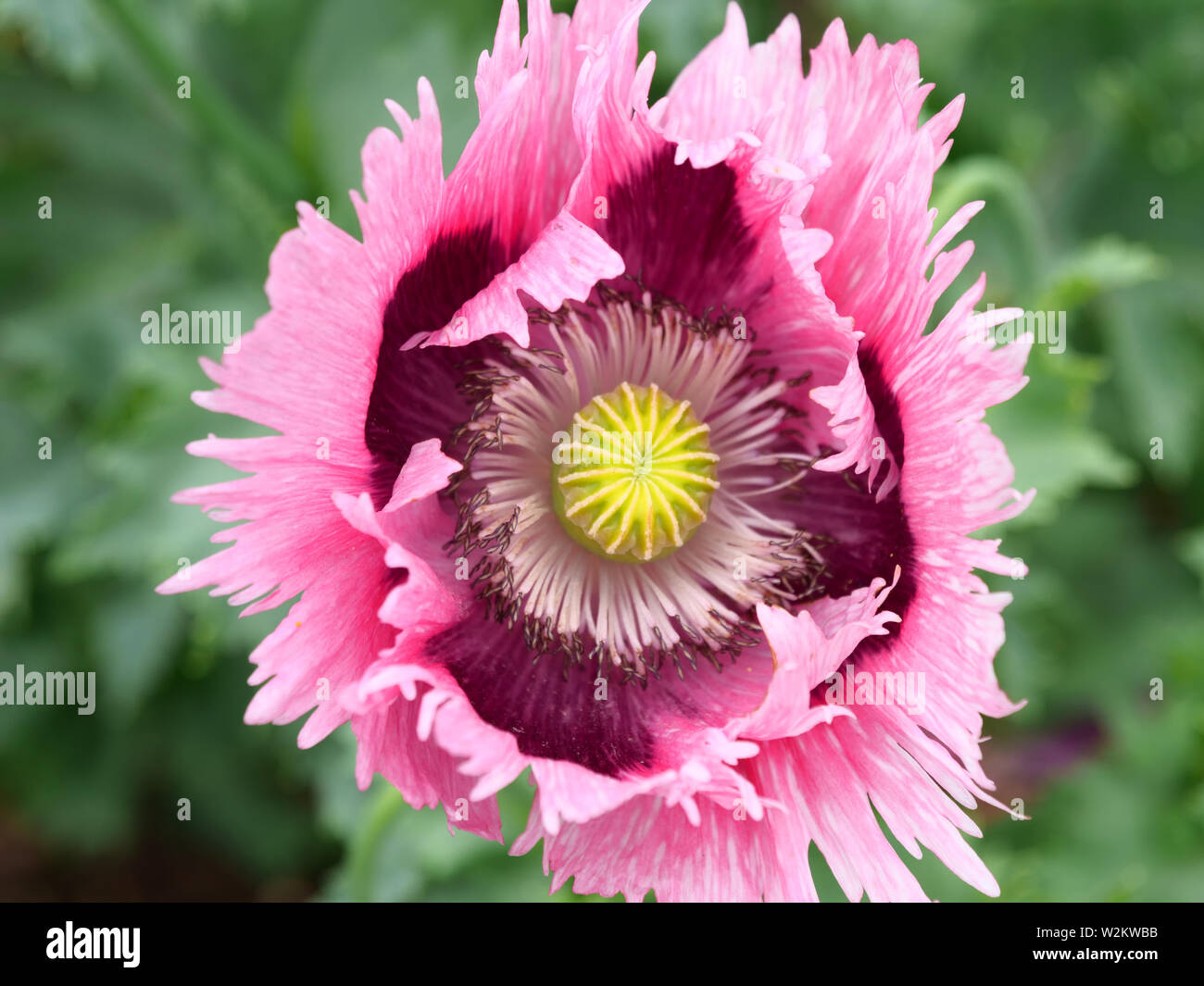 Fioritura di Rose orientali o di papavero Papaver orientale con contrassegni di colore viola sul lato del giardino. Foto Stock