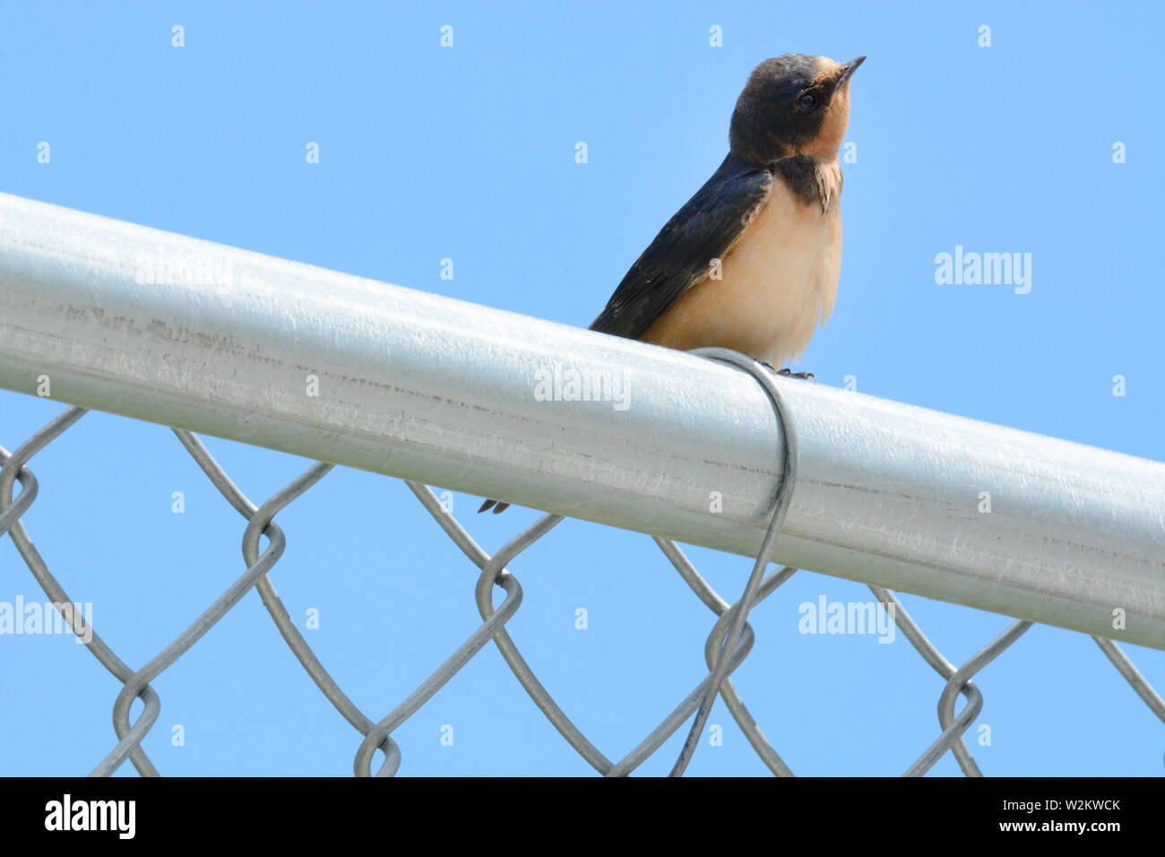 Fauna urbana di barn swallow o Hirundo rustica appollaiato sulla catena collegamento recinto contro sky Foto Stock