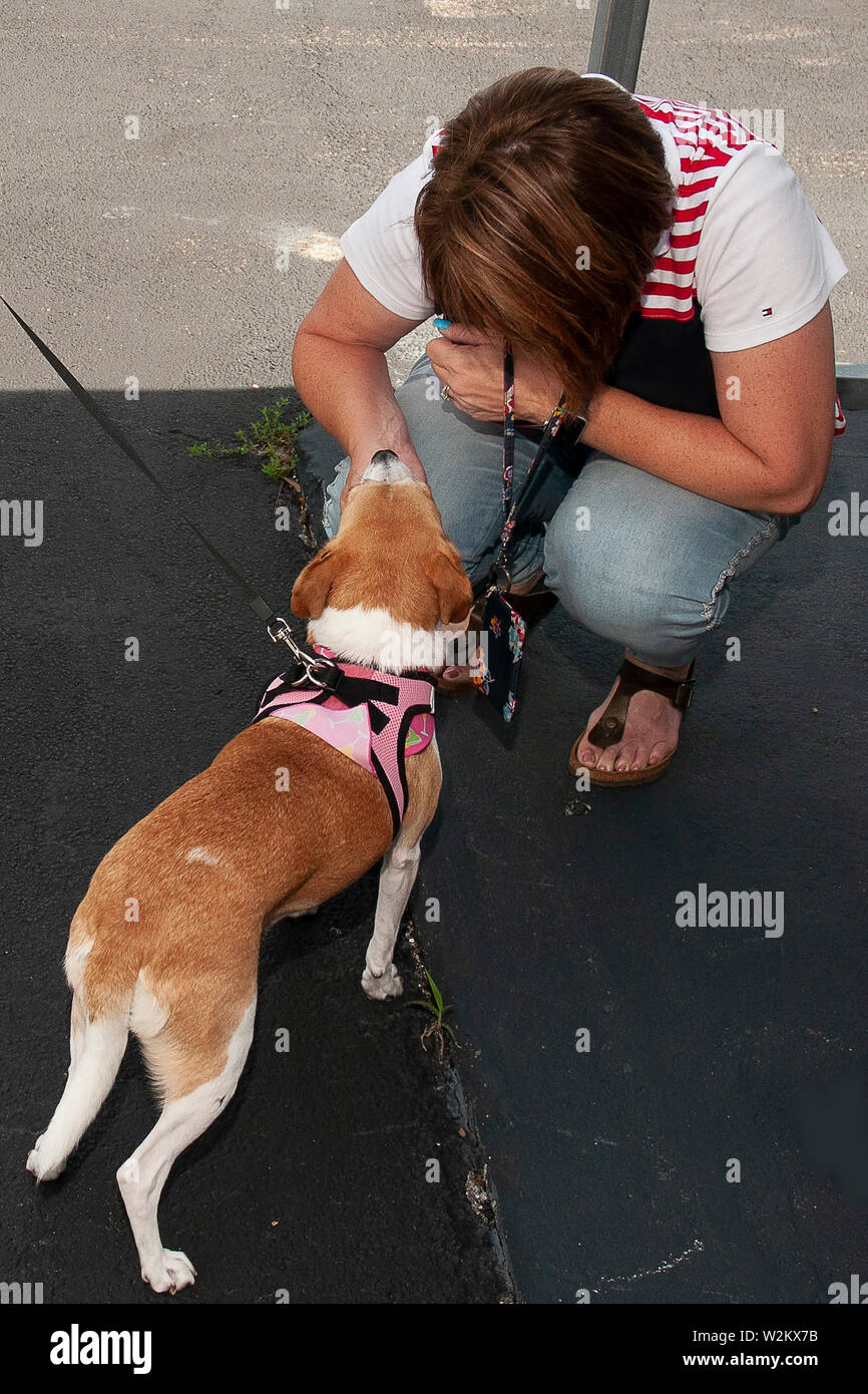 Come accarezzare il cane Foto Stock