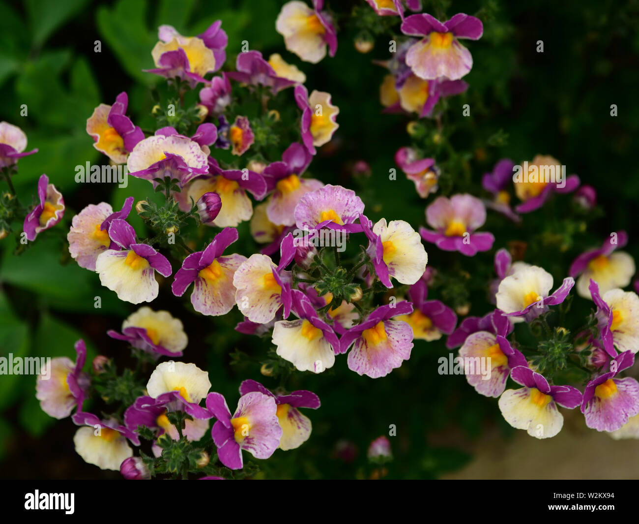 Multi colore Diascia fioritura nel giardino. Foto Stock