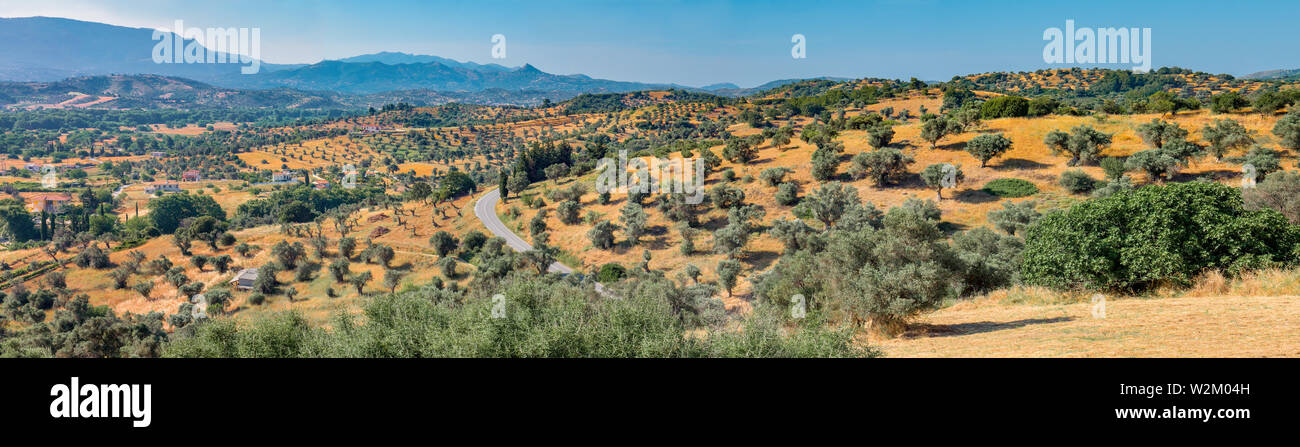Le piantagioni di olive sullo sfondo del cielo blu. Vista di oliveti e di campagna. Alberi di olivo in righe raggiungendo per la lunga distanza su Foto Stock