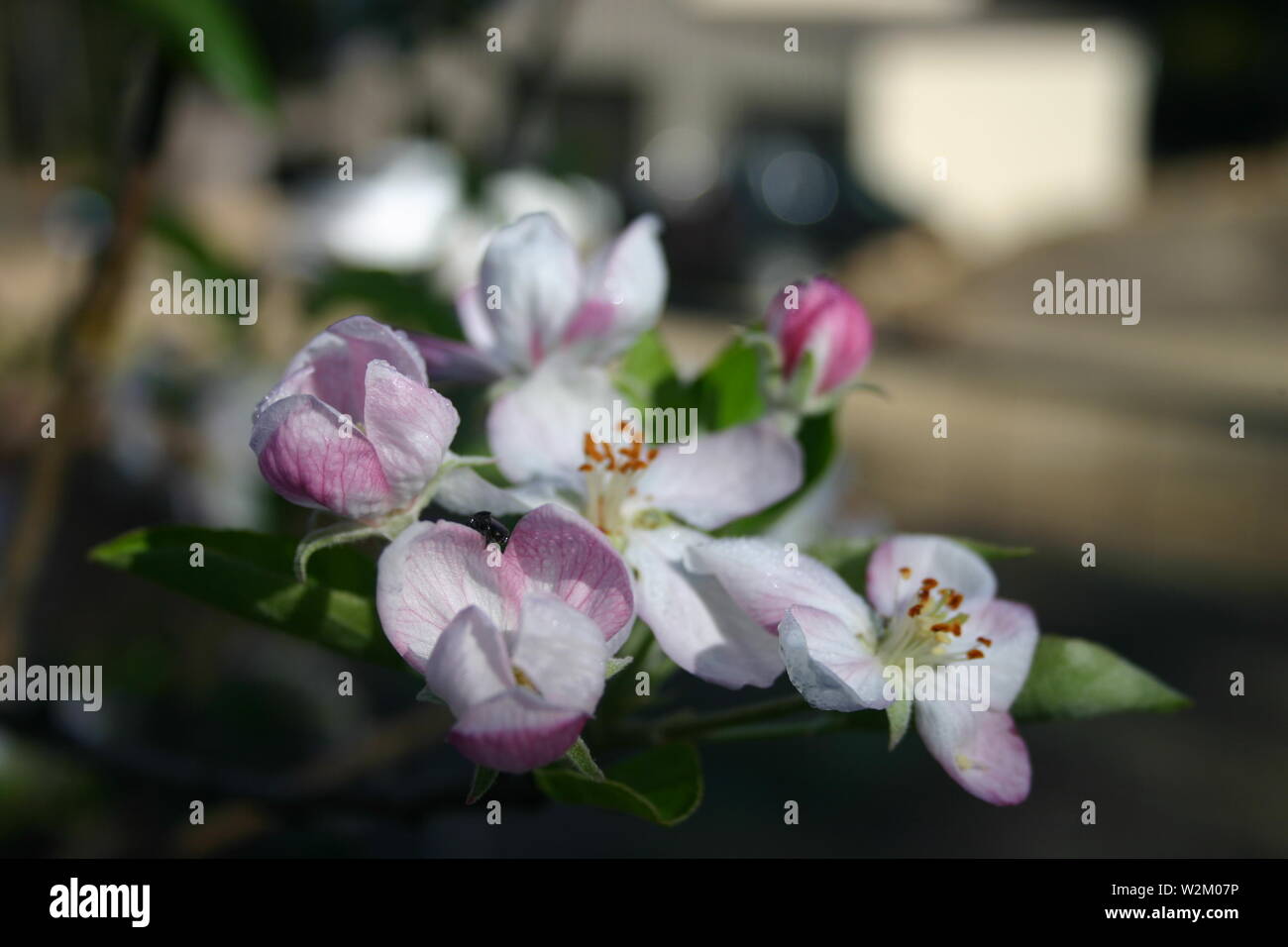 Una chiusura di un Apple Blossom. I fiori sono bianchi e rosa. Foto Stock