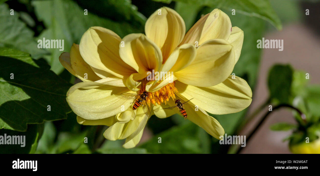 Due di giallo e nero insetti passando sopra un giallo dalia. Foto Stock