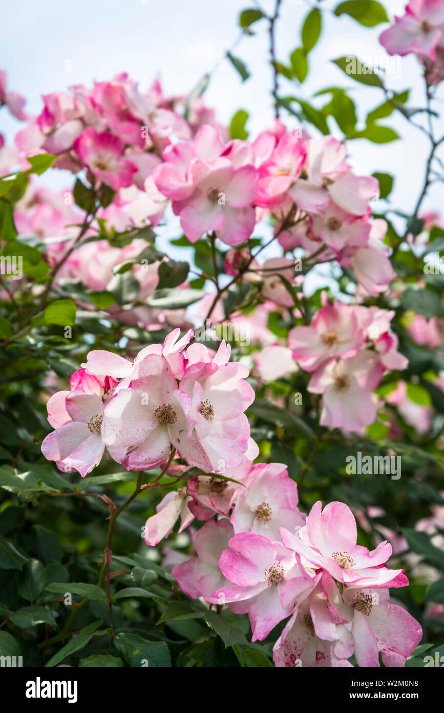 Rose 'rush', Parc de la Tête d'or o Parco della testa dorata, un grande parco urbano, Lione, Francia Foto Stock