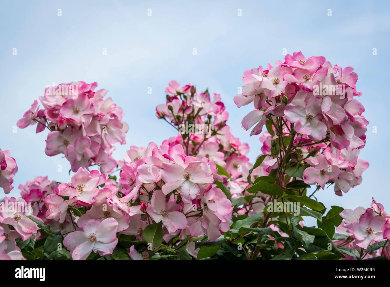 Rose 'rush', Parc de la Tête d'or o Parco della testa dorata, un grande parco urbano, Lione, Francia Foto Stock