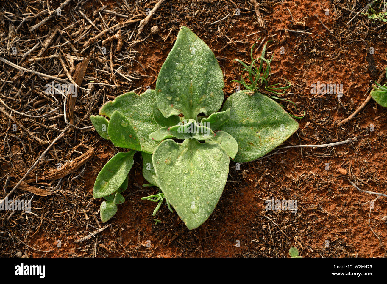 Un impianto di importati dal Sudafrica, Mesembryanthemum crystallinum o comune impianto di ghiaccio si è ben adattato alle condizioni Australiano.​ Foto Stock