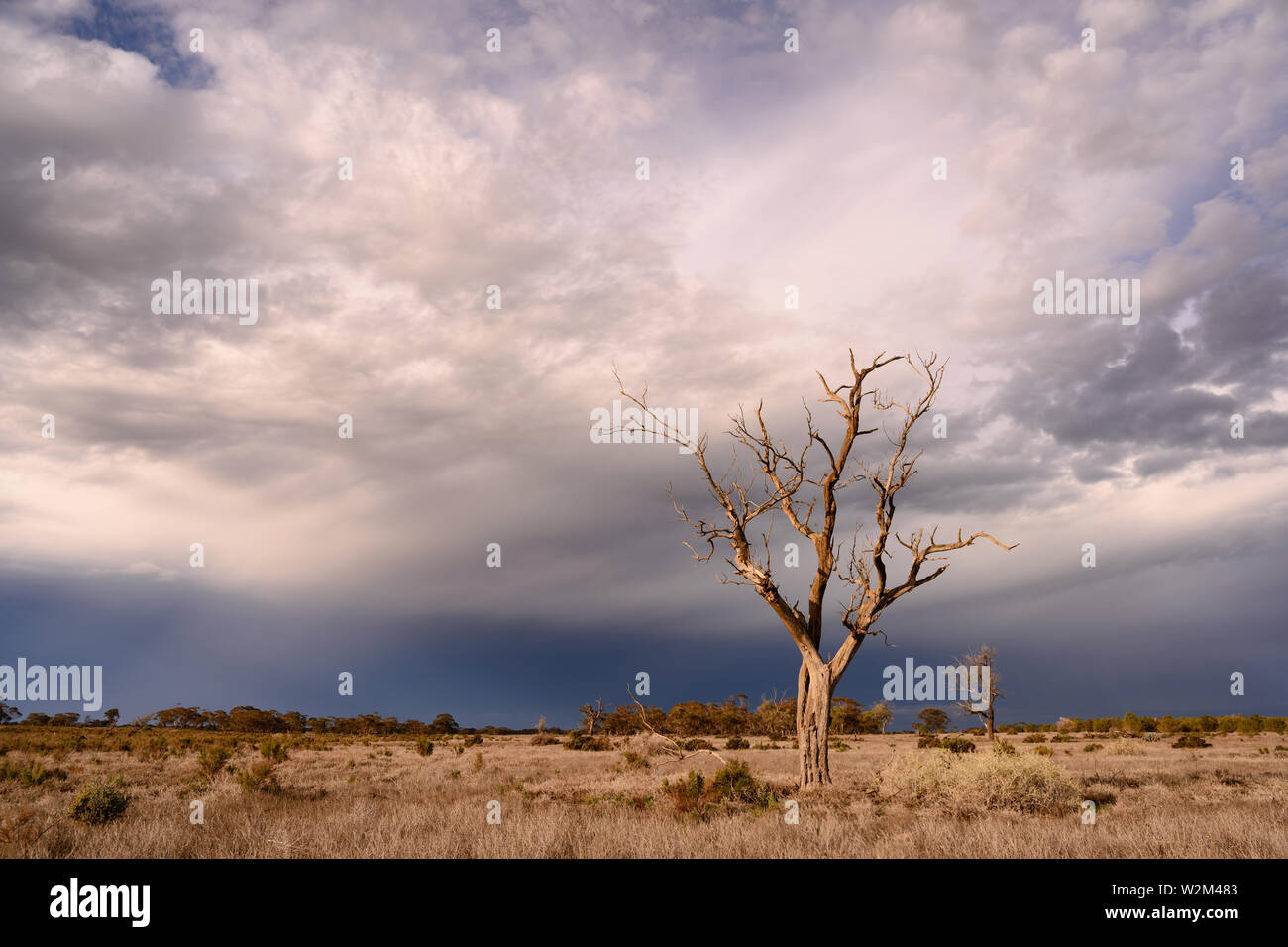 La open scrubby paese vicino a Mildura con two​ alberi morti ancora in piedi. Passaggio di un box doccia con associate le nuvole in background. Foto Stock