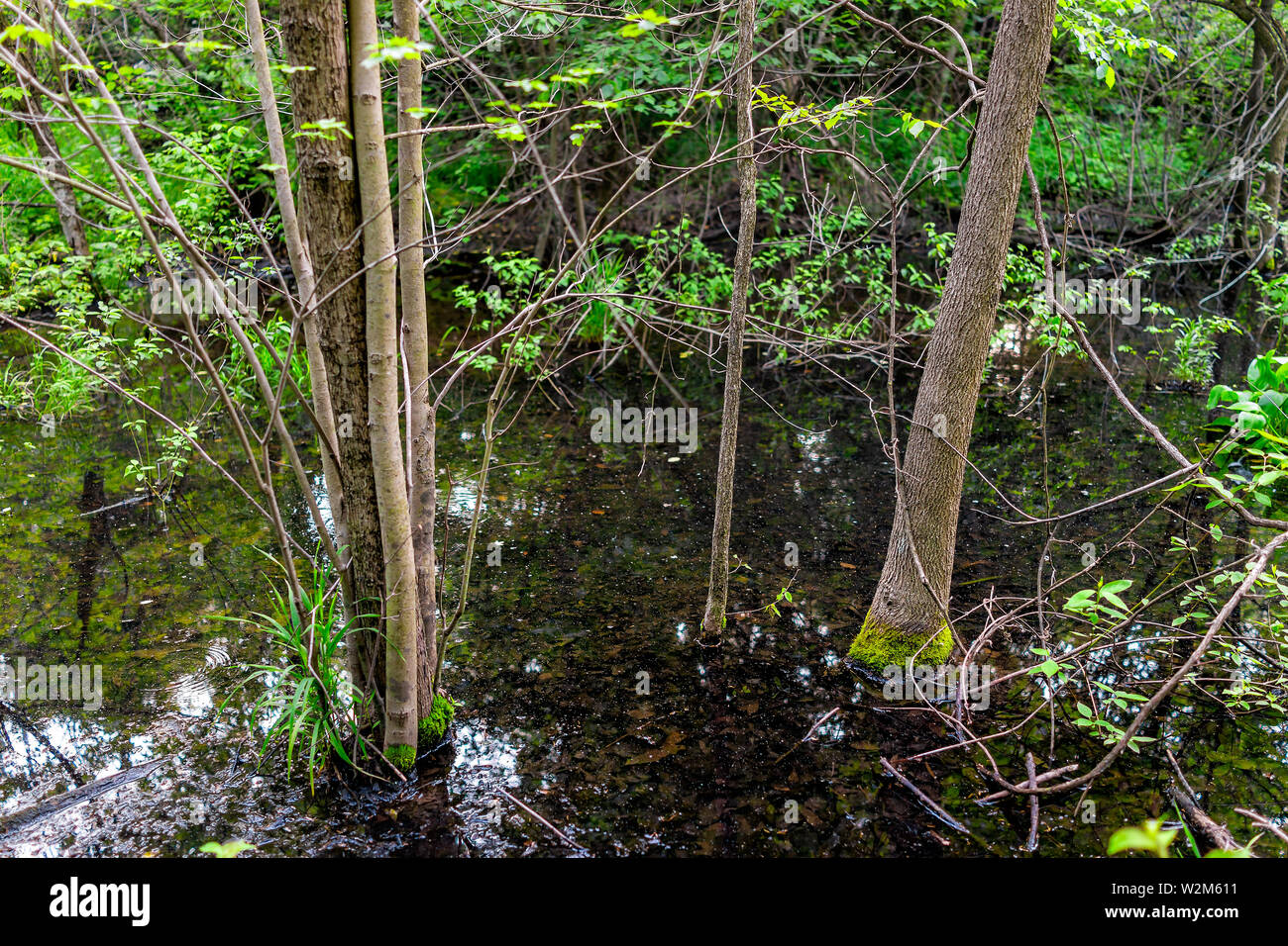 Paesaggio della palude di stagno con la foresta di alberi in primavera in Virginia in Sugarland eseguire Stream Valley Trail a Herndon in Fairfax County Foto Stock