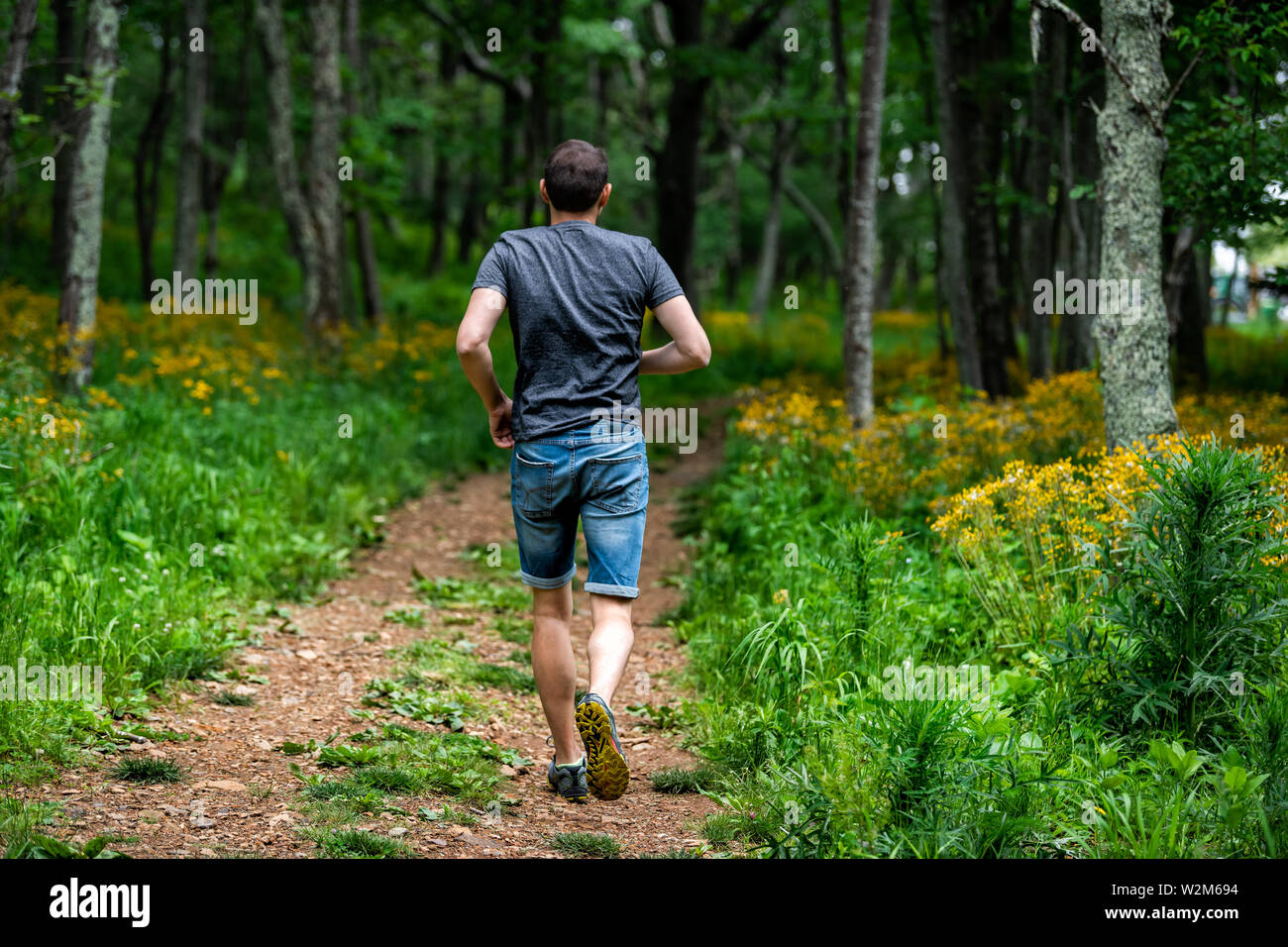Storia della foresta sentiero natura a Shenandoah Blue Ridge appalachian mountains con uomo che corre da fiori di colore giallo sul percorso Foto Stock