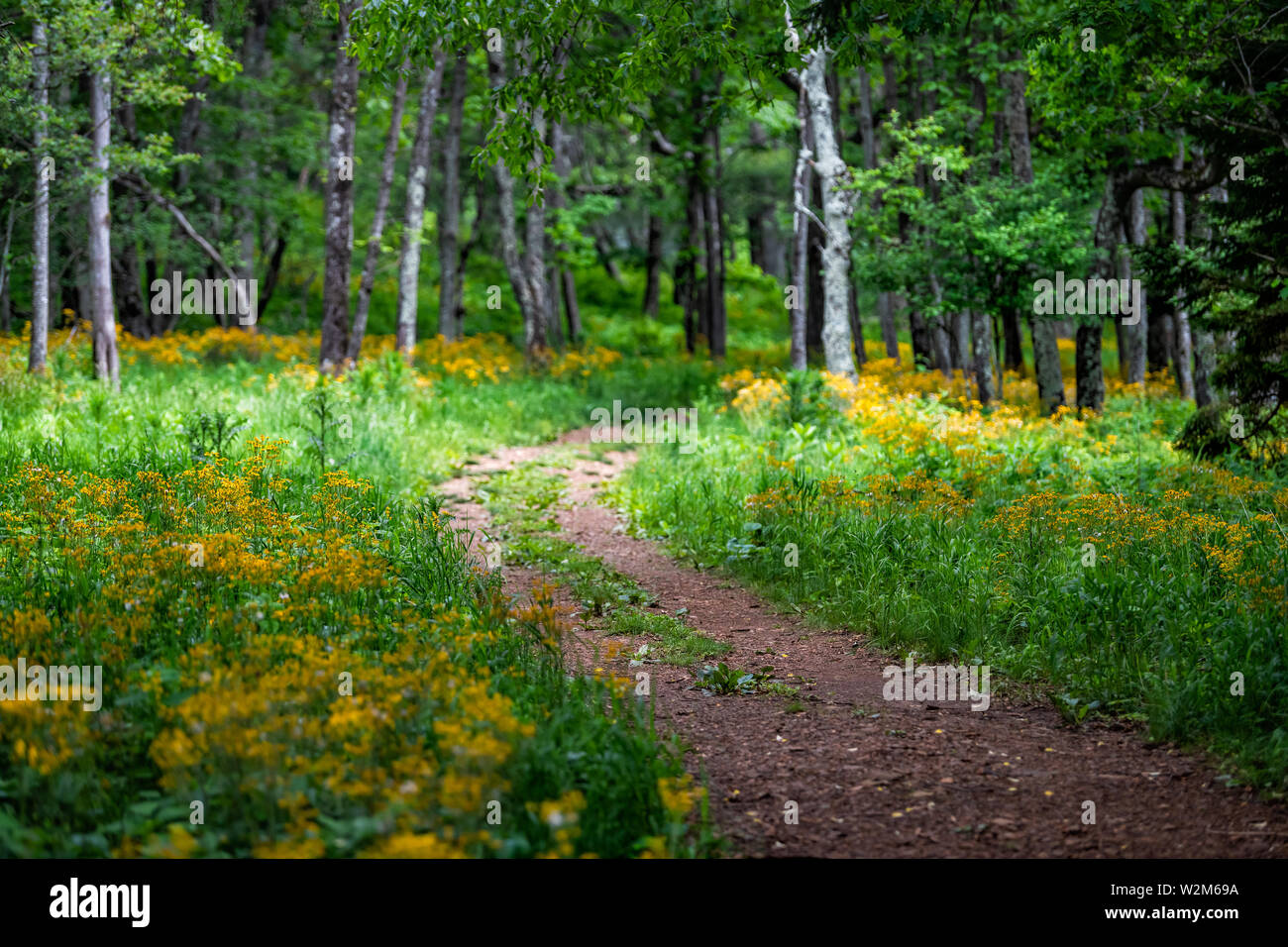 Storia del sentiero forestale a Shenandoah Blue Ridge appalachian montagne sulla skyline drive vicino a Harry F. Byrd Visitor Center con fiori di colore giallo e pa Foto Stock