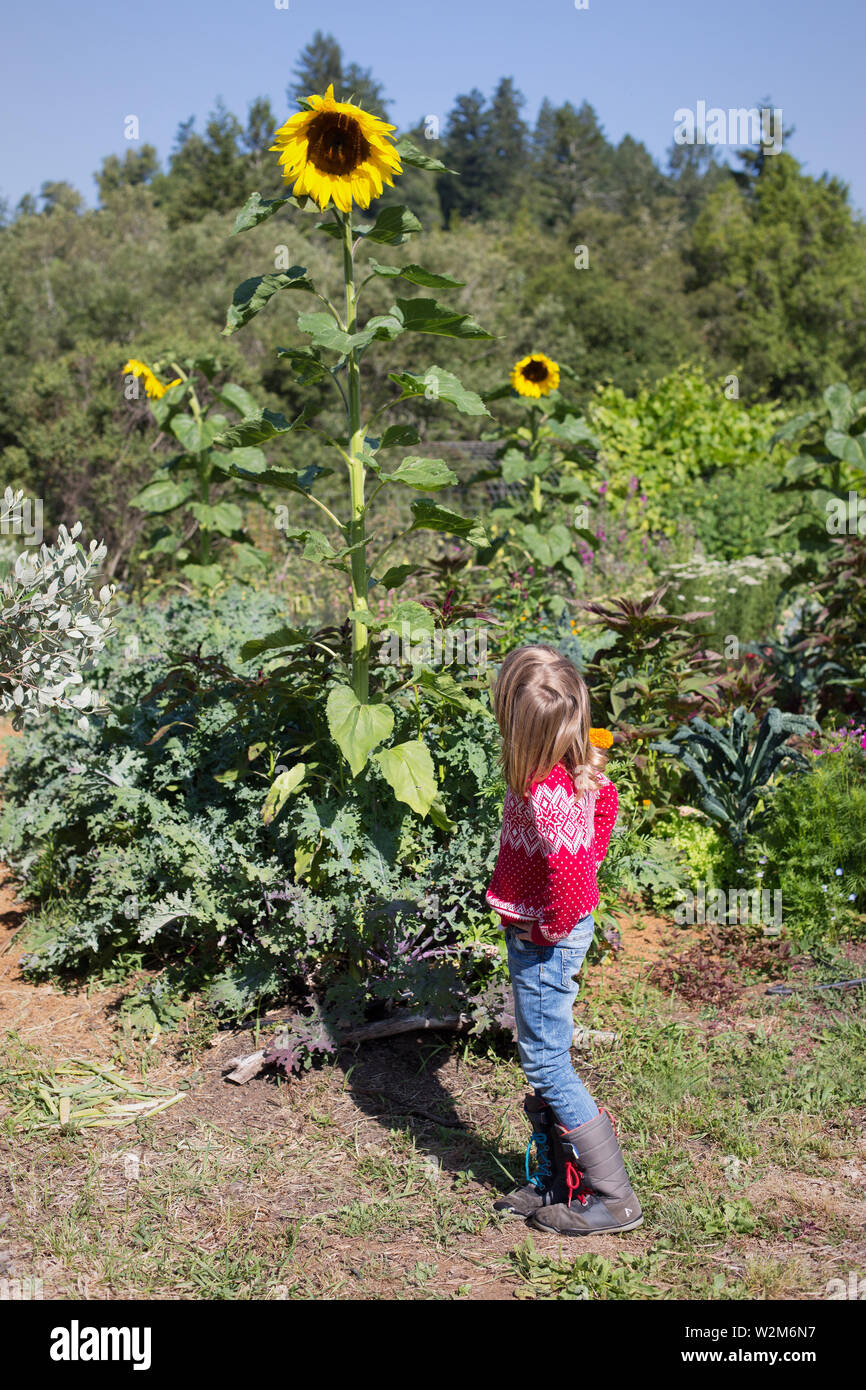 Una giovane ragazza cercando fino ad una altezza di semi di girasole. Foto Stock