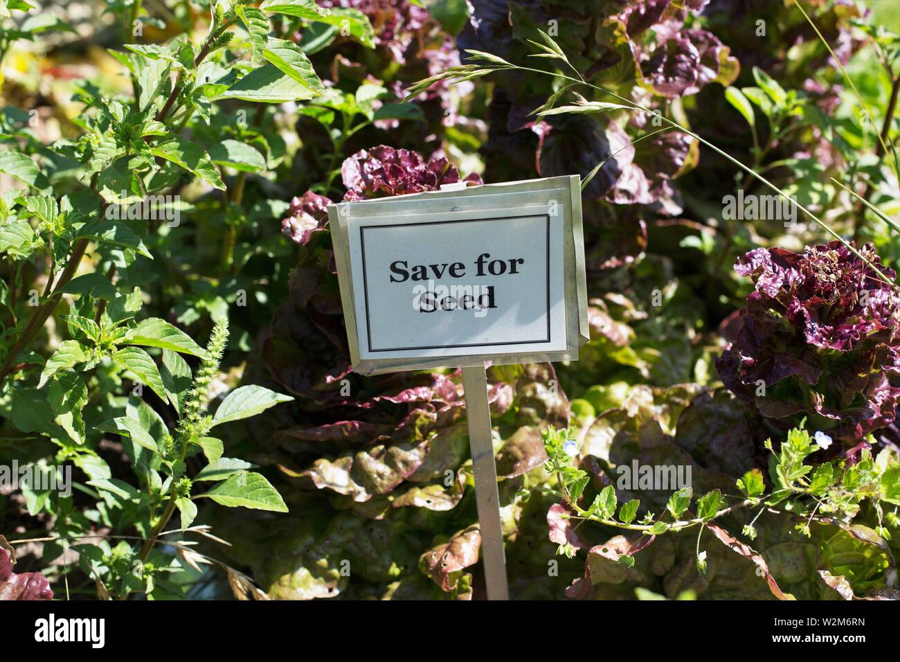 Un segno in un giardino che legge 'Save per le sementi". Foto Stock