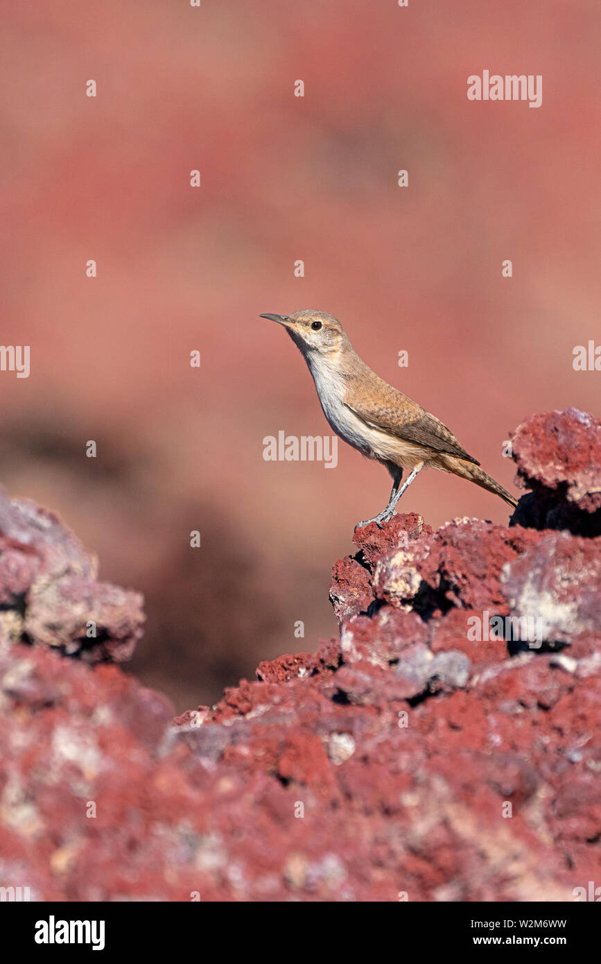 Death Valley wildlife bird e lizard Foto Stock
