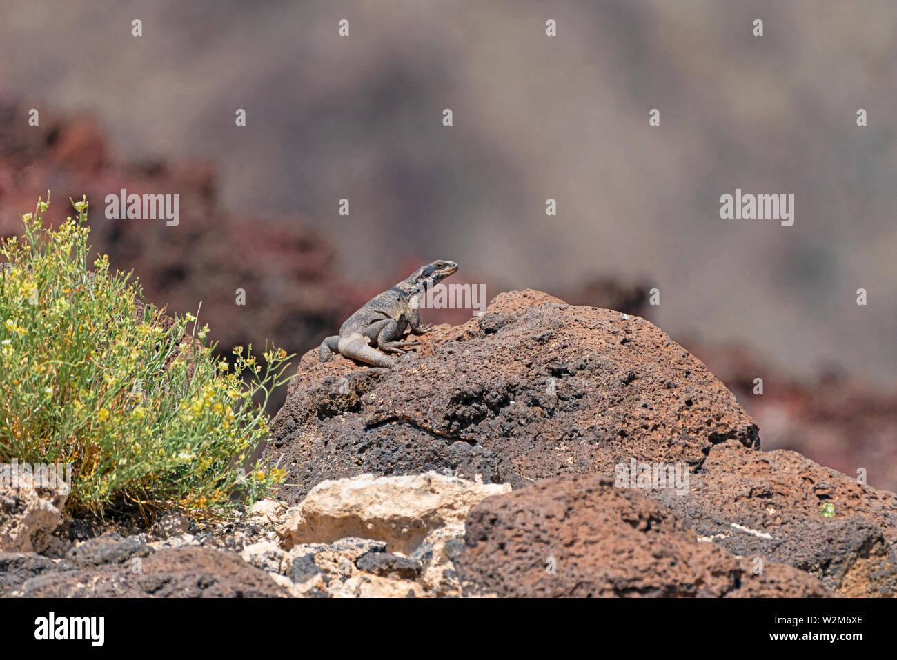Death Valley wildlife bird e lizard Foto Stock