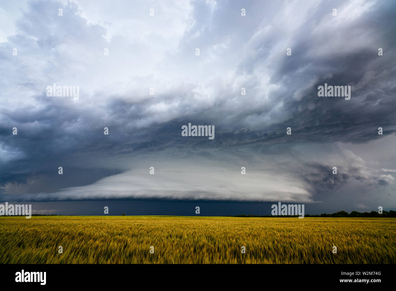 Drammatica nuvole temporalesche su un campo di grano vicino a Carmen, Oklahoma, Stati Uniti d'America Foto Stock