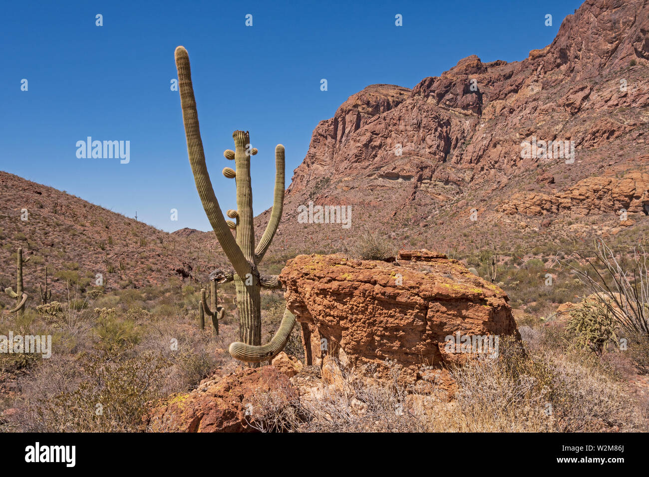 Saguaro inusuale in un canyon del deserto in organo a canne National Monument in Arizona Foto Stock