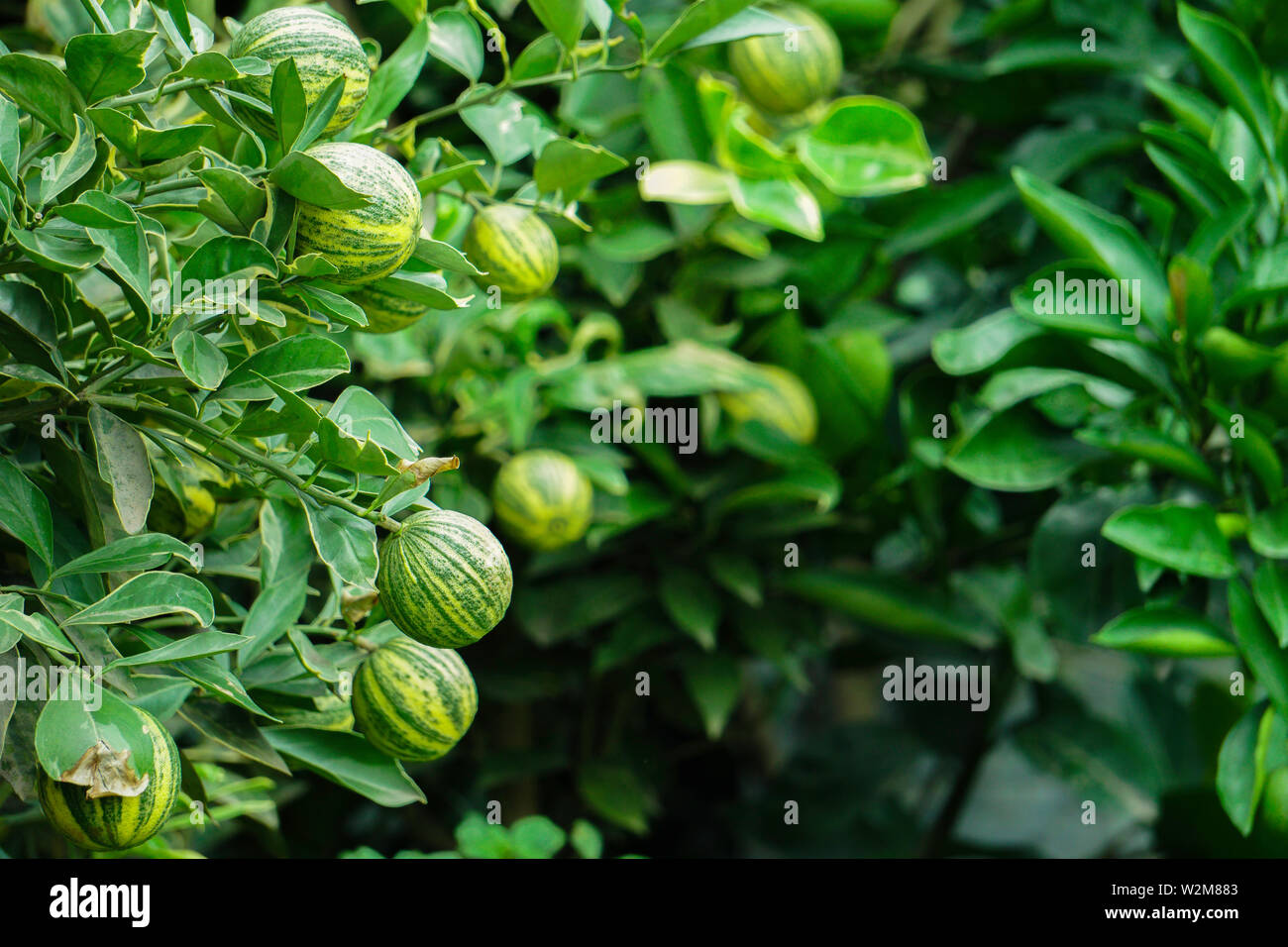 Da verde a giallo dolce Bari Malta-1 pianta con caduta di pioggia realizzato in Bangladesh Foto Stock