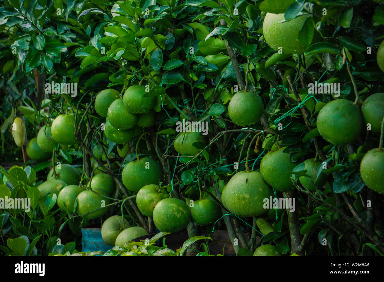 Dolce popolare di Malta di limone, arancio, Malta pianta da frutto giardino e realizzato in Bangladesh Foto Stock