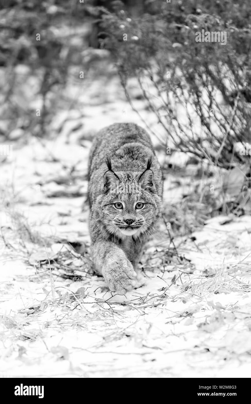 Il Canada, Lynx Lynx canadensis è originaria del Nord America. Esso può essere trovato in Canada, Alaska e nelle montagne rocciose e del Nuovo Messico. Foto Stock