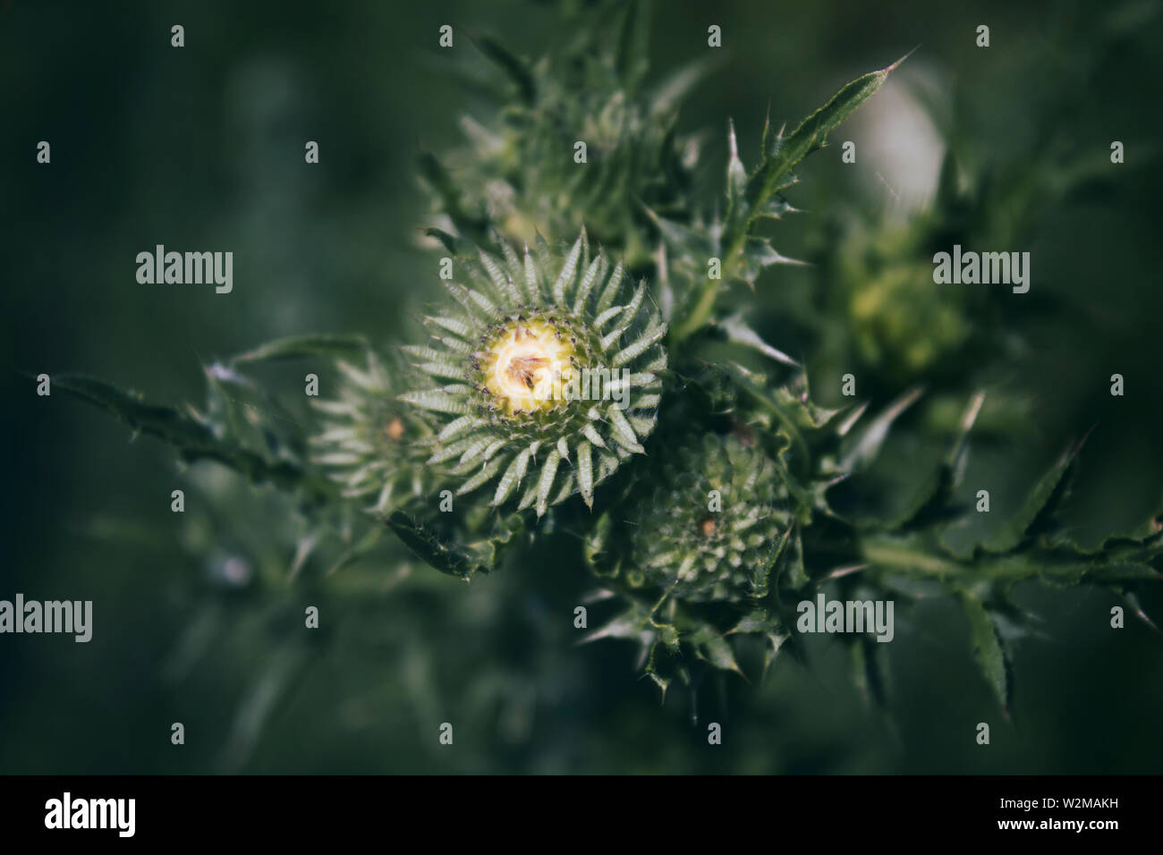 Carduus acanthoides. Il cardo comune. Impianto di miele. Sfondo verde. Foto Stock