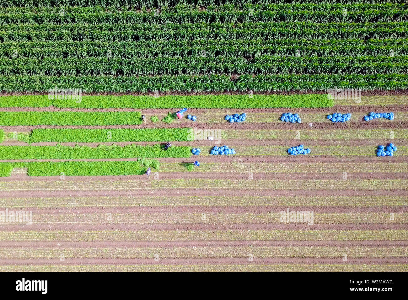 Agricoltura biologica - riprese aeree di lavoratori che raccolgono manualmente prezzemolo fresco. Foto Stock