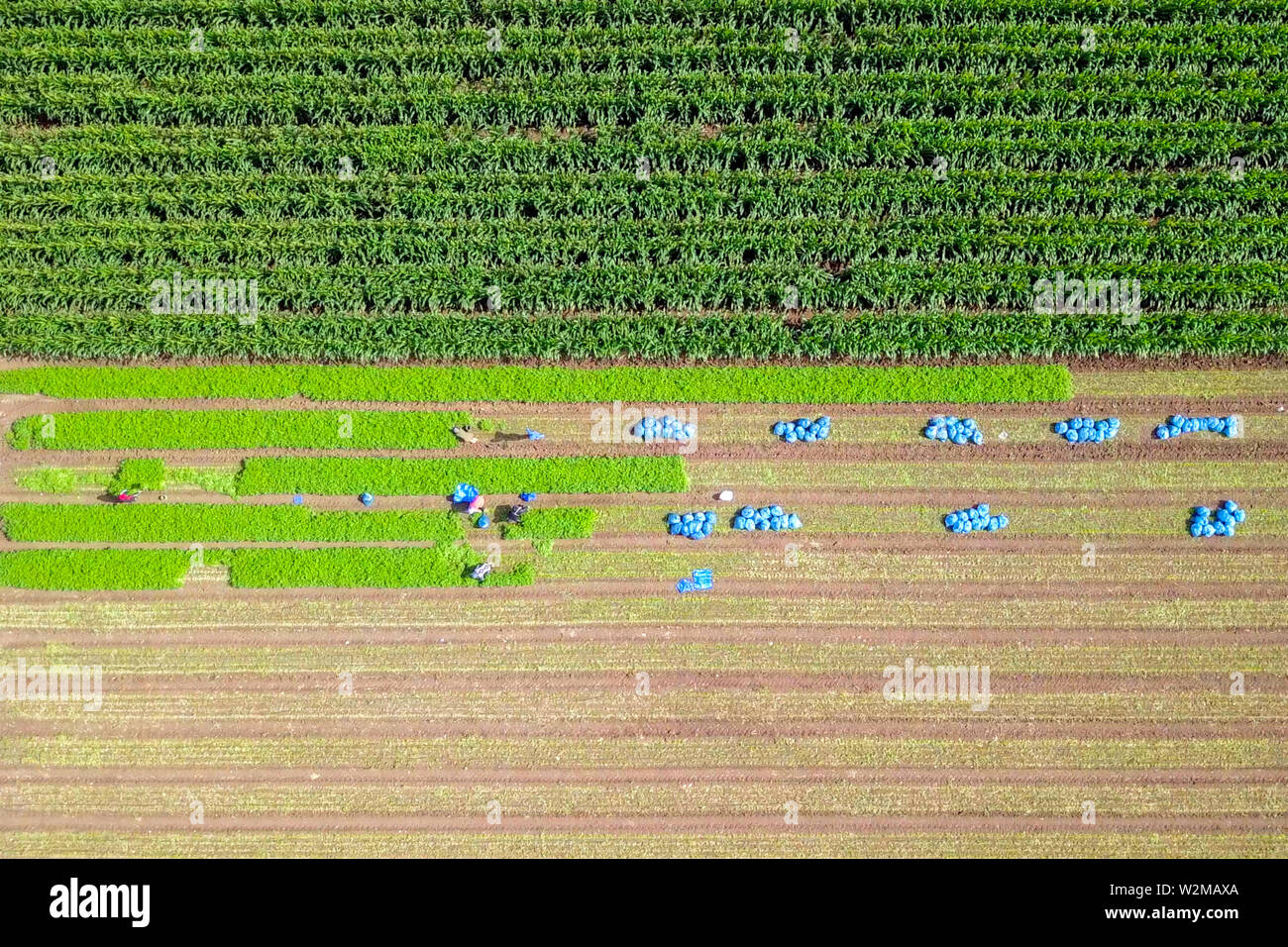 Agricoltura biologica - riprese aeree di lavoratori che raccolgono manualmente prezzemolo fresco. Foto Stock