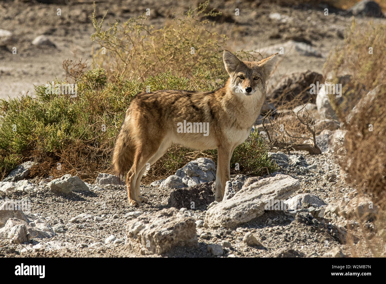 Death Valley Coyote Foto Stock