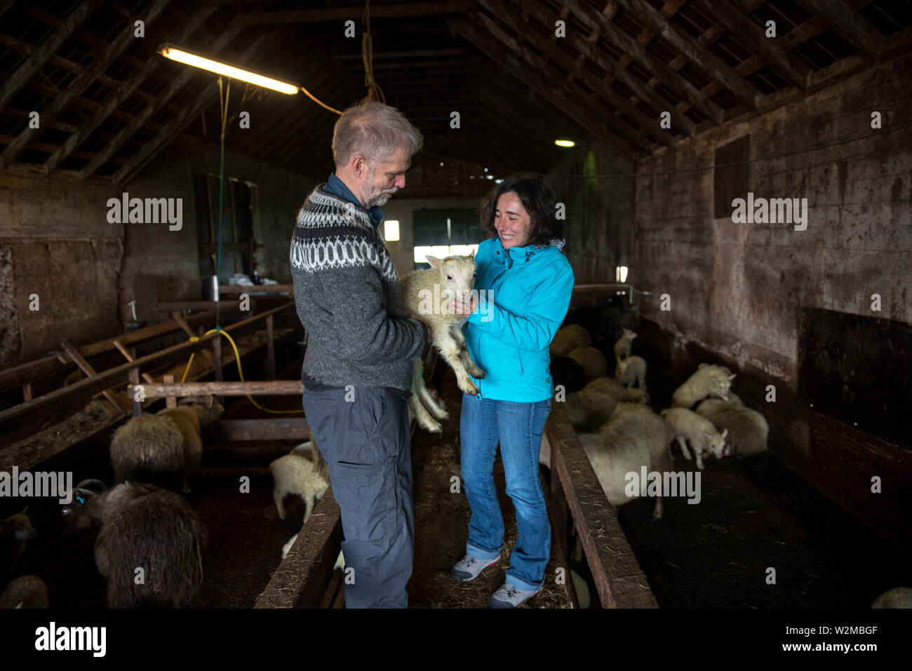 GRUNDARFJORDUR, Islanda - 19 Maggio 2019: allevatore locale che mostra un neonato Icelandic Sheep per un turista ragazza in una fase di stallo Foto Stock