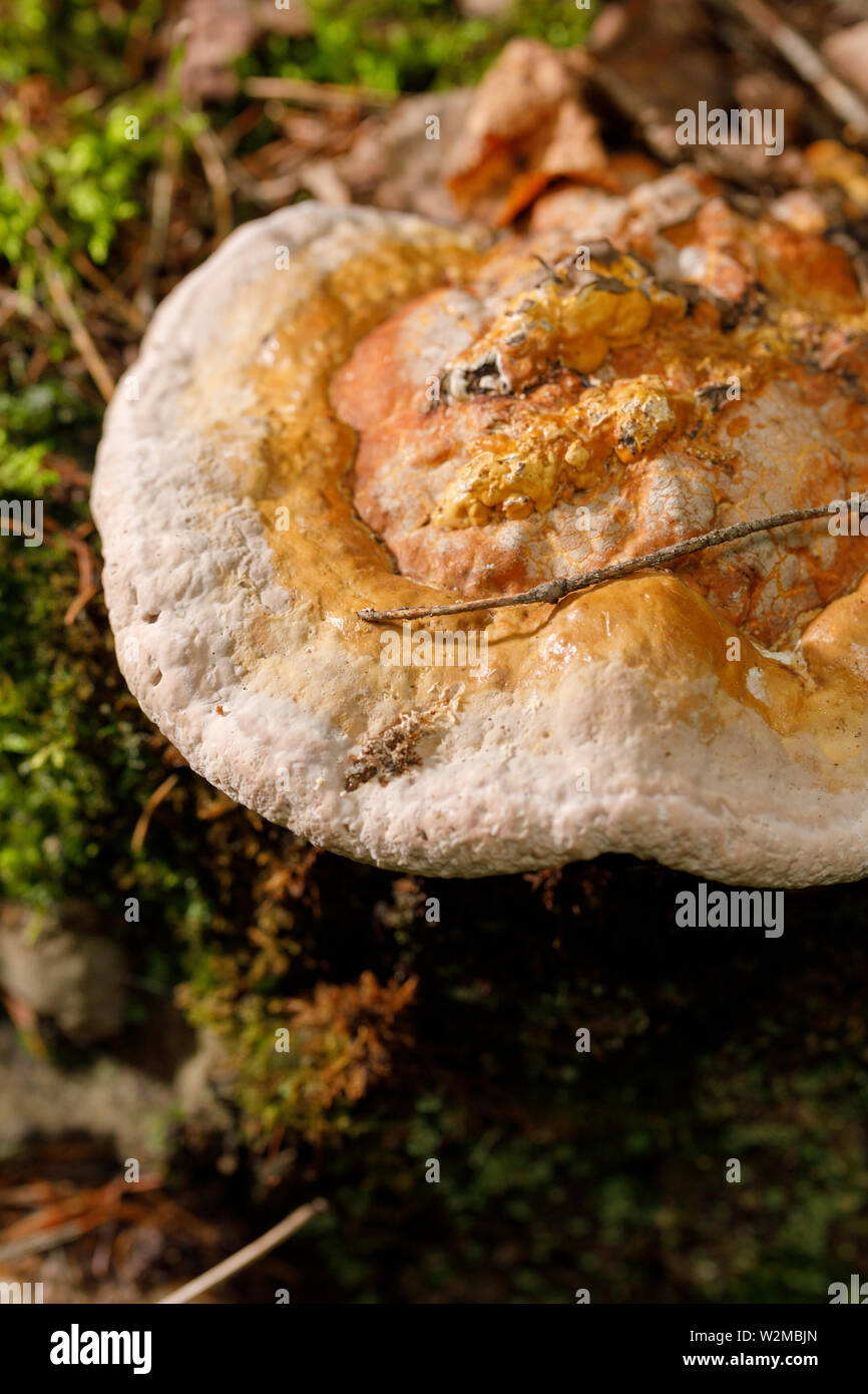 Funghi a tinder. Fungo Chaga sull'albero.Grande albero di funghi crescono sul tronco di un albero coperto di muschio. Close-up. Foto Stock