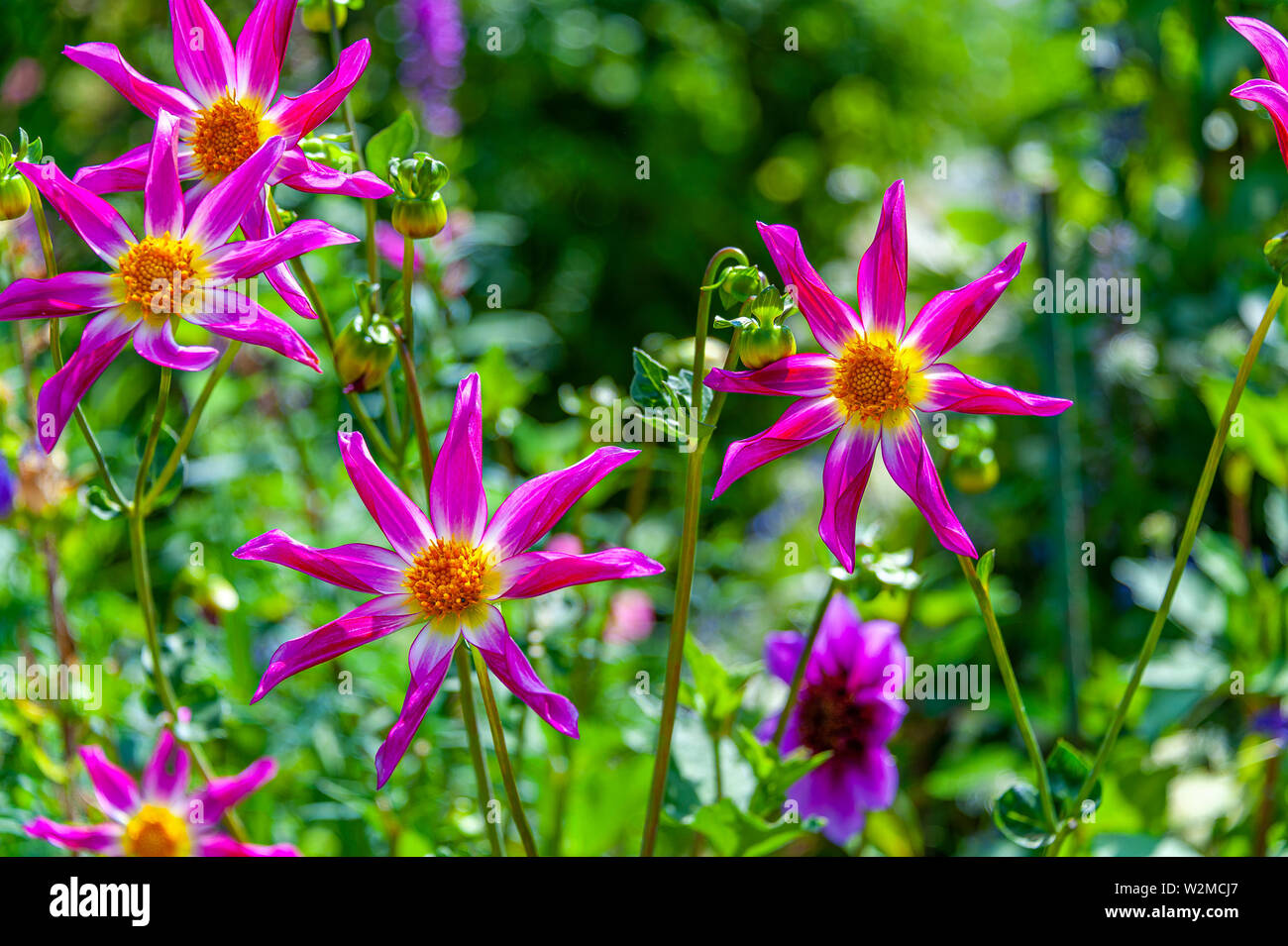 Bella stretta fino ad 8 stella di petali di fiori di forma nel campo. Alpen Chips dalie in viola colore fucsia prese con profondità di campo ridotta. Foto Stock