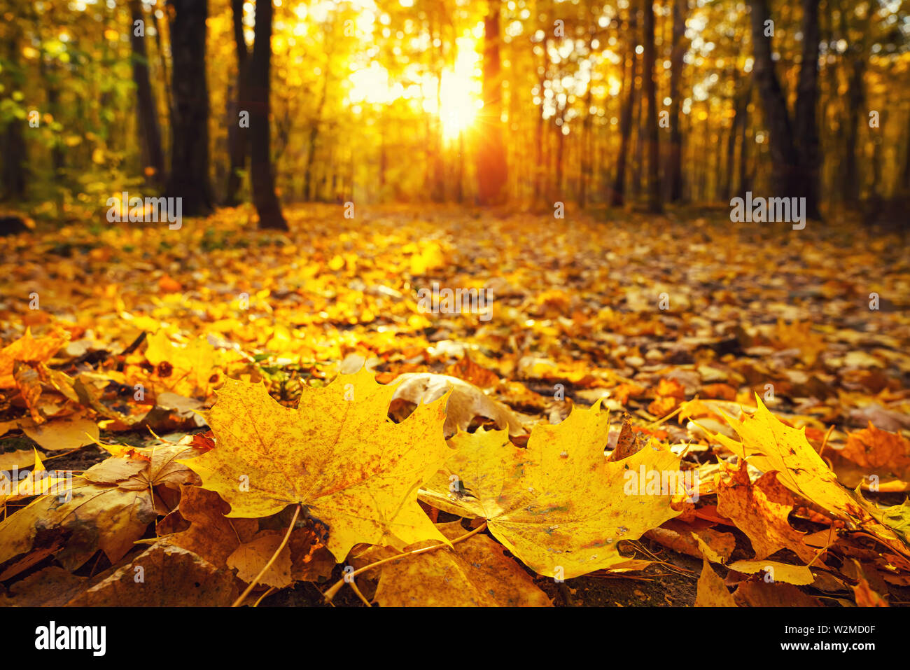 Il fogliame brillante in autunno park Foto Stock
